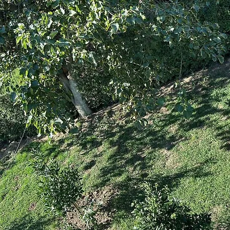 The Garden 度假居 地拉那